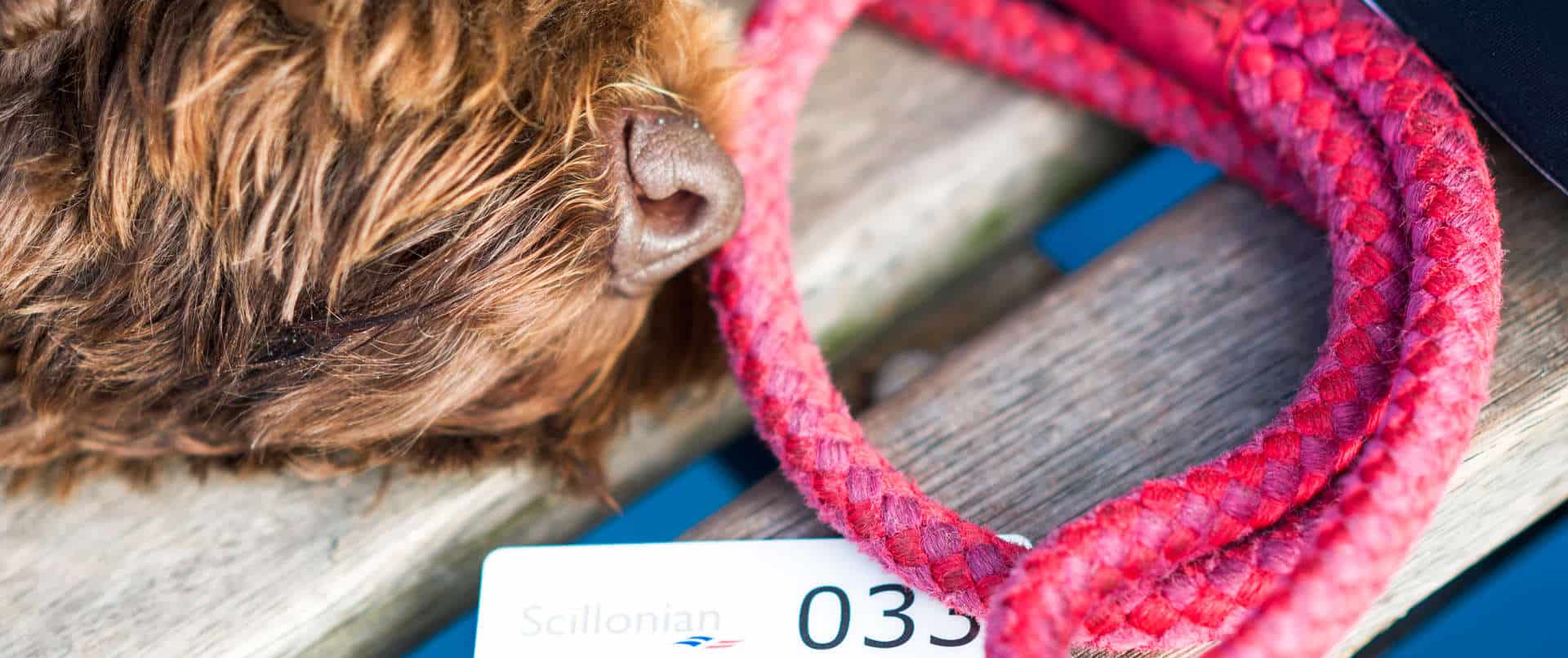 The Isles of Scilly are famously dog friendly and so are we!